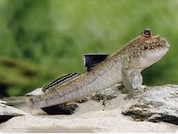 Mudskipper and Goby