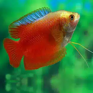 Labyrinth Fish gourami's