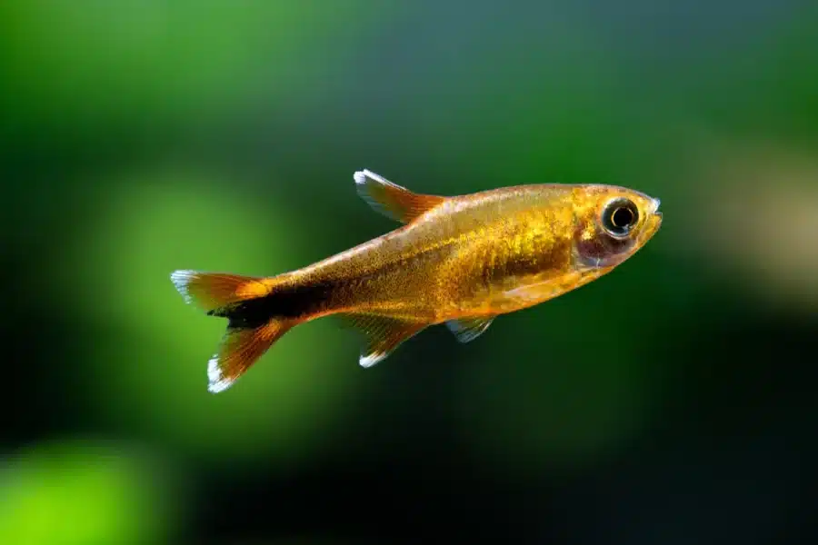 featured image silver tip tetra