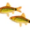 group gold barb barbodes semifasciolatus chinese barb aquarium fish isolated swarm 67216833