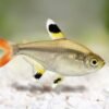 how to take care of Pristella Tetra X RAY TETRA