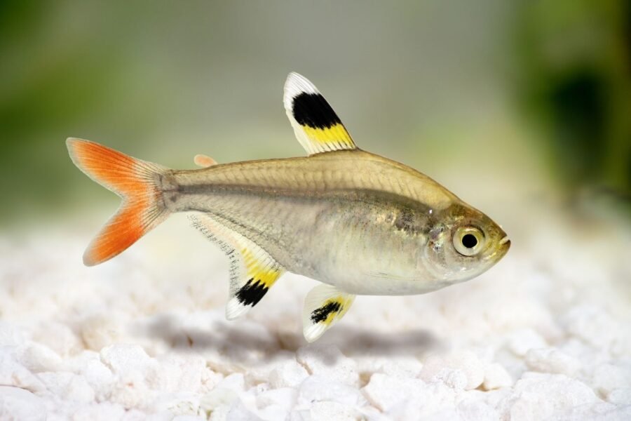 how to take care of Pristella Tetra X RAY TETRA