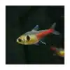 megalamphodus roseus yellow phantom tetra.jpg.pagespeed.ic .MpCjldhjtw