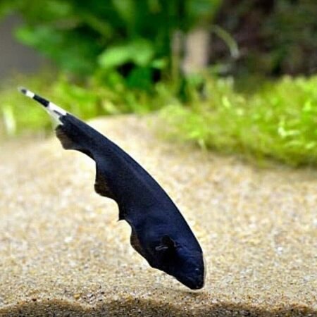 Knifefish