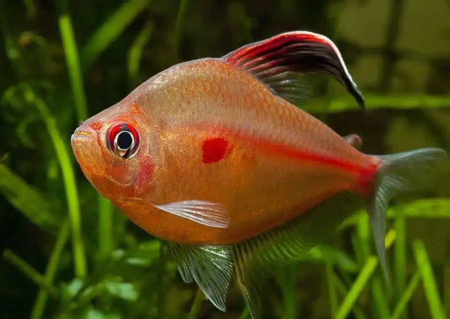 Hyphessobrycon erythrostigma8 e1728145687717