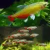 Tetra Rathbuni Bloodfin