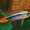apistogramma agassizi 439 2 e6b81a27ce7925ab9e2ff26e4d8c618d