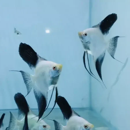 Angel fish