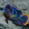2 X GREEN TERROR CICHLID ANDINOACARA RIVULATUS LIVE TROPICAL FISH 4 5 CM