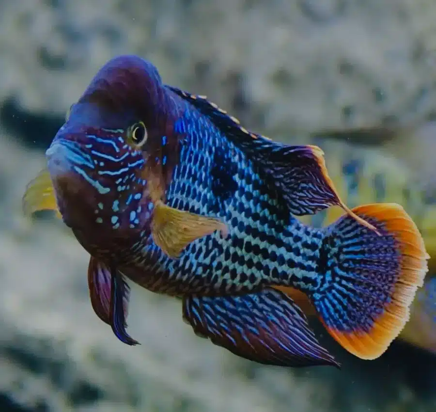 2 X GREEN TERROR CICHLID ANDINOACARA RIVULATUS LIVE TROPICAL FISH 4 5 CM