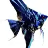2 X MARBEL ANGELFISH MIX MALE AND FEMALE ANGEL SIZE 2 4 CM