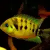 2 X STUNNING Yellow Convict Cichlid Amatitlania Nanolutea SIZE 2 4 CM