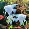 2 X WHITE PLATINIUM ANGELFISHMIX MALE AND FEMALE ANGEL SIZE 2 4 CM