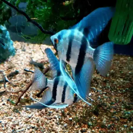 2 x Blue Diamond Angelfish Pterophyllum scalare mix male female