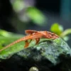 2 x RED LIZARD WHIPTAIL CATFISH 5 7CM PLECO LIVE TROPICAL FISH MIX MALE FEMALE