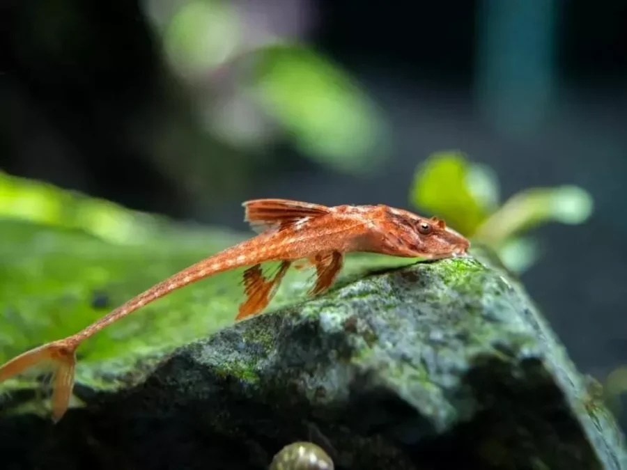 2 x RED LIZARD WHIPTAIL CATFISH 5 7CM PLECO LIVE TROPICAL FISH MIX MALE FEMALE
