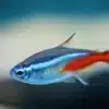 20 X NEON BLUE TETRA LIVE TROPICAL FISH AQUARIUM TANK 1 TO 1.5 CM