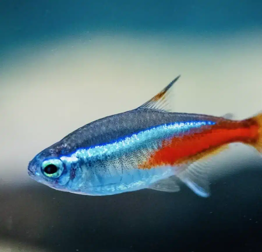 20 X NEON BLUE TETRA LIVE TROPICAL FISH AQUARIUM TANK 1 TO 1.5 CM