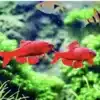 5 X CHERRY BARBS ATTRACTIVE COMMUNITY FISH 2cm Titteya Barb