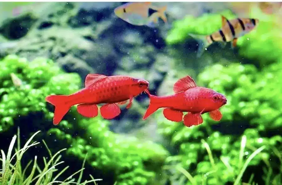 5 X CHERRY BARBS ATTRACTIVE COMMUNITY FISH 2cm Titteya Barb