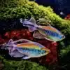 5 X CONGO TETRA LIVE TROPICAL FISH AQUARIUM TANK PLANT 2 4 Cm