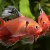6 X SERPAE TETRA TROPICAL FISH HYPHESSOBRYCON EQUES PEACEFUL COMMUNITY TANK