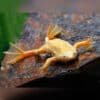 African Golden Dwarf Frog Hymenochirus boettgeri 92055