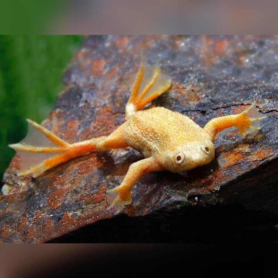 African Golden Dwarf Frog Hymenochirus boettgeri 92055