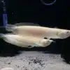 Albino Arowana