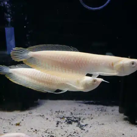 Albino Arowana