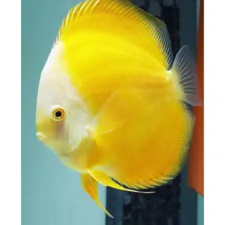 golden yellow discus fish