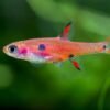 Boraras maculatus