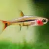 Boraras uropthalmoides 5 least rasbora