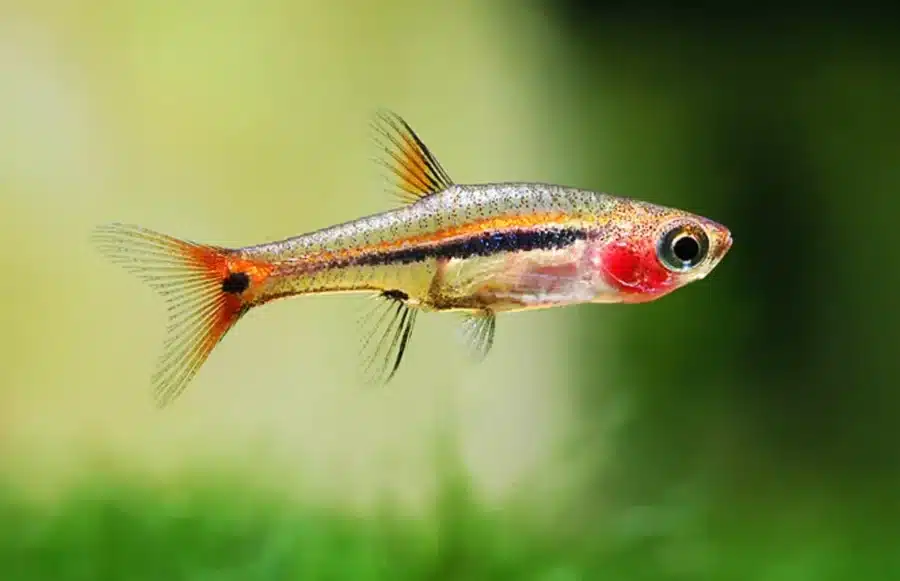 Boraras uropthalmoides 5 least rasbora