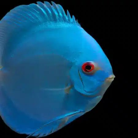 DISCUS BLUE DIAMOND Symphysodon aequifasciatus
