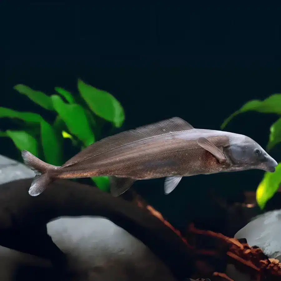 Dolphin Fish 5 6 cms Single