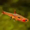 Dwerg Rasbora