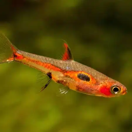 Dwerg Rasbora