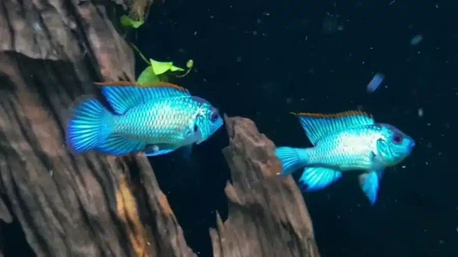 ELECTRIC BLUE ACARA