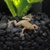 FA Frog AfricanDwarf M2W124