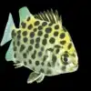 GREEN SCAT Scatophagus argus