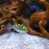 Green Spotted Puffer fish Dichotomyctere Nigroviridis