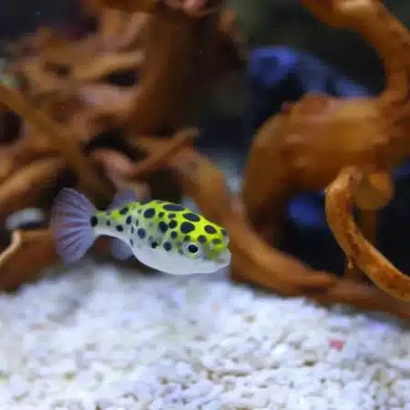 Green Spotted Puffer fish Dichotomyctere Nigroviridis