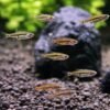 Least rasbora 5 Shrimplovers