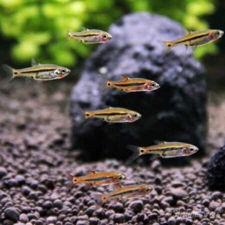 Least rasbora 5 Shrimplovers