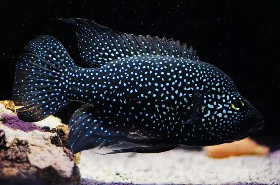 Madagascar Cichlid Paratilapia polleni Starry Night