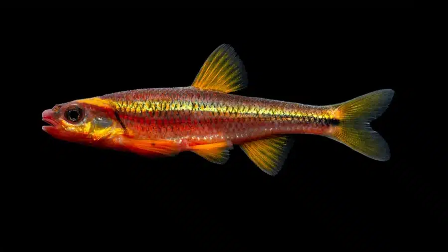 Notropis rubricroceus 002 1 (2)