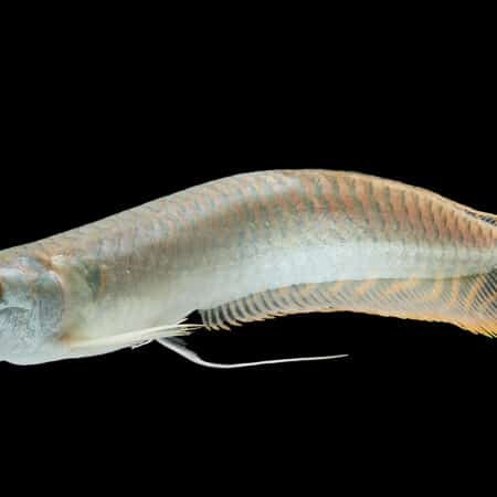 Silver arowana in white background, Osteoglossum bicirrhosum