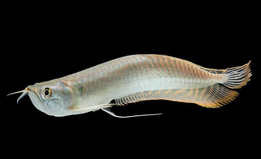 Silver arowana in white background, Osteoglossum bicirrhosum