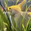 PAIR OF GOLD ANGELFISH TROPICAL ANGEL FISH (2 Fish Mix Male And Female)2 4 Cm